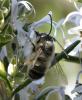 Eucera nigrilabris